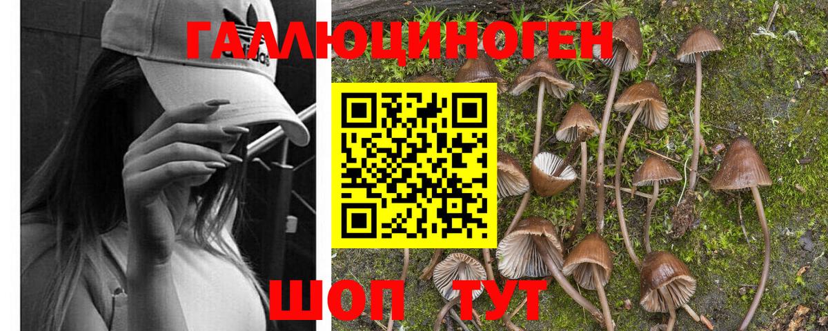 Галлюциногенные грибы Psilocybine cubensis  Вход с VPN  Горно-Алтайск 